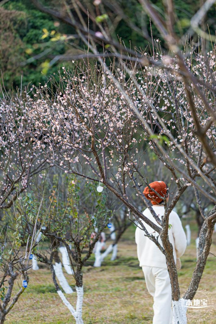 梅园梅花