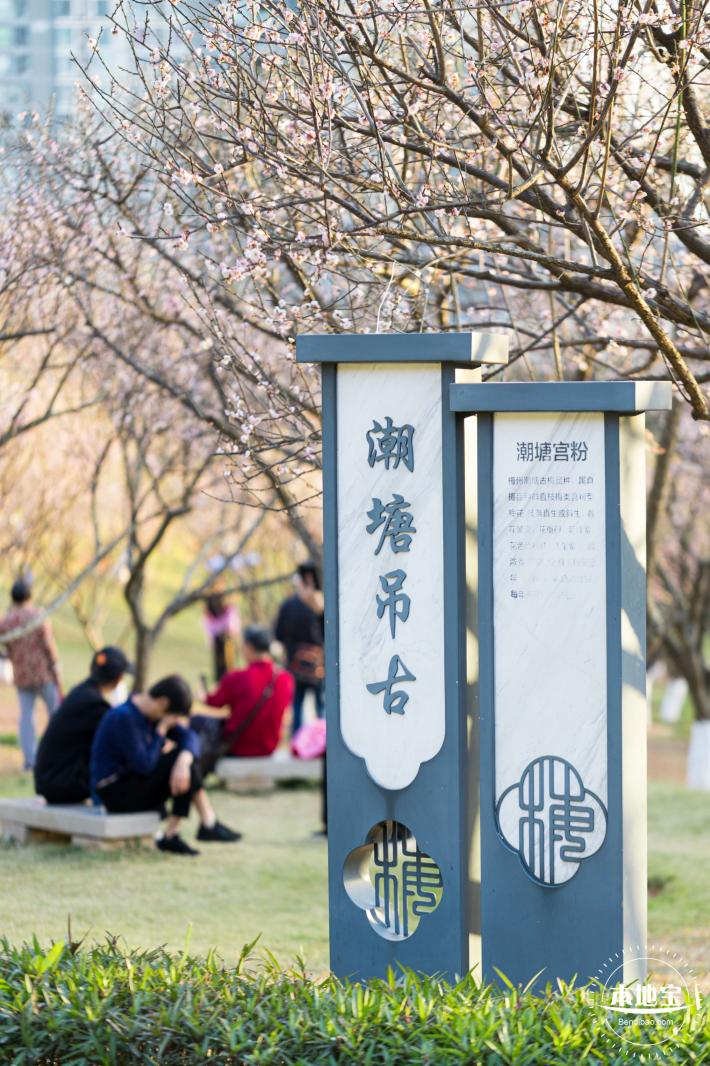 梅园梅花