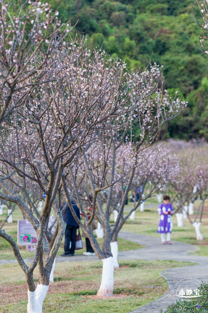 梅园梅花