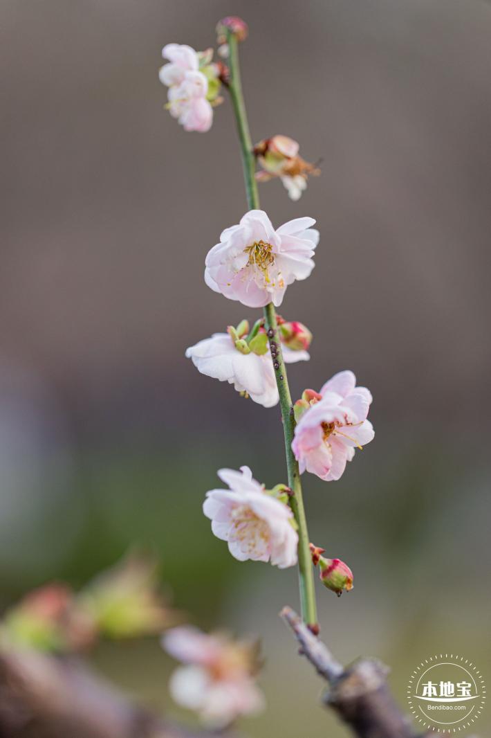 梅园梅花