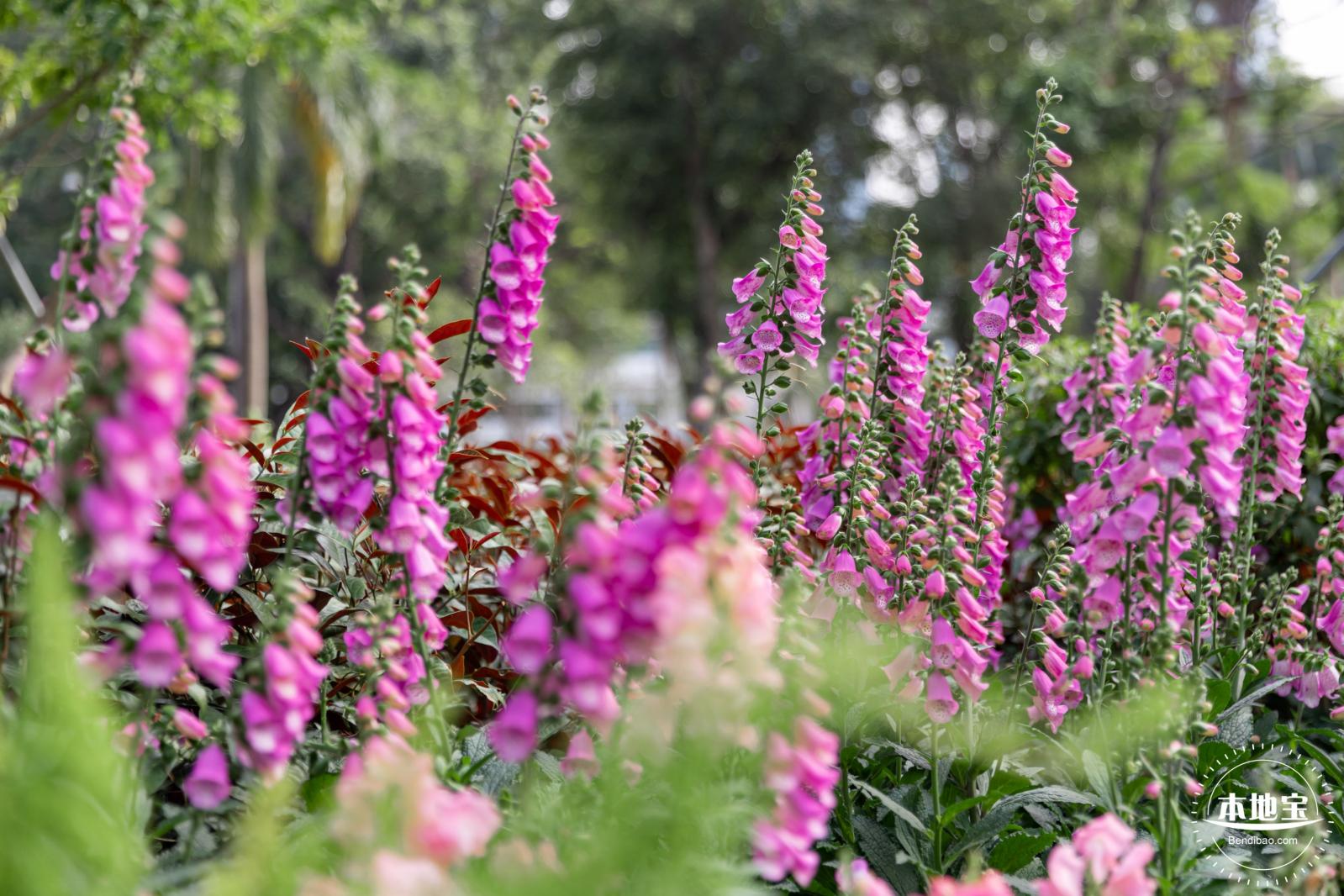 香蜜月季花