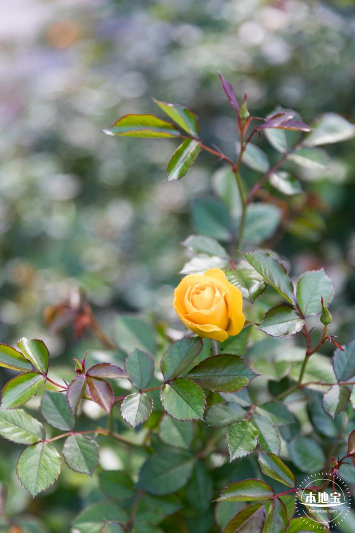 香蜜月季花