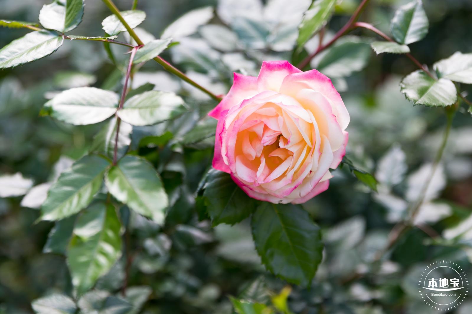 香蜜月季花