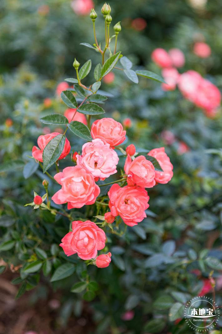 香蜜月季花