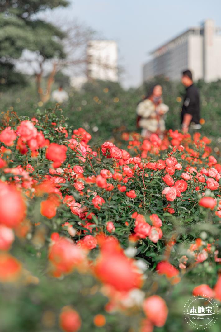 香蜜月季花