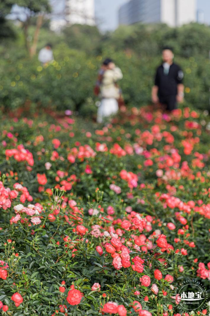 香蜜月季花