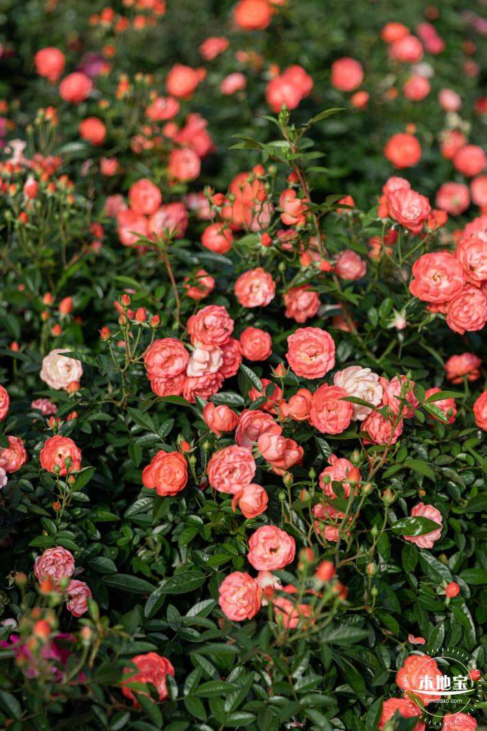 香蜜月季花