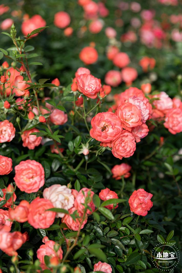香蜜月季花