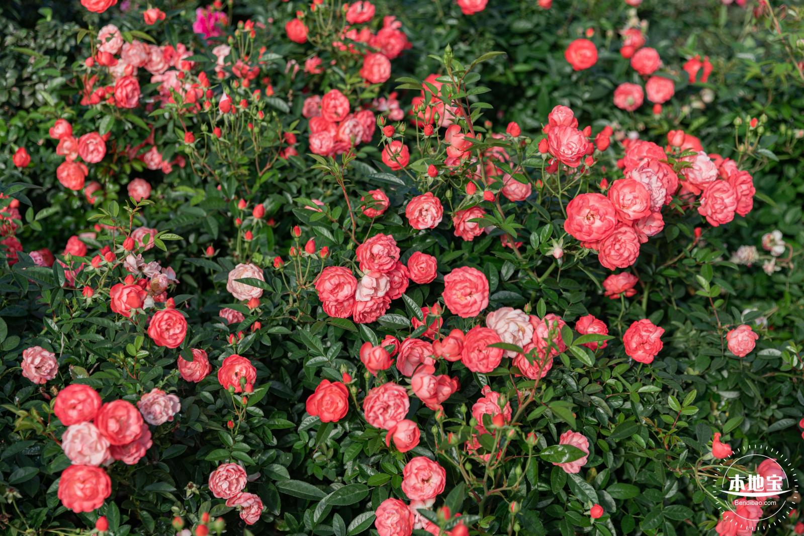 香蜜月季花