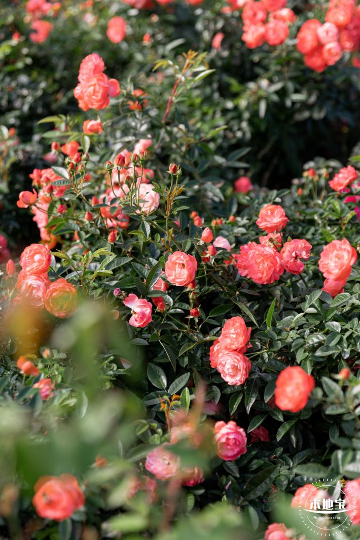 香蜜月季花