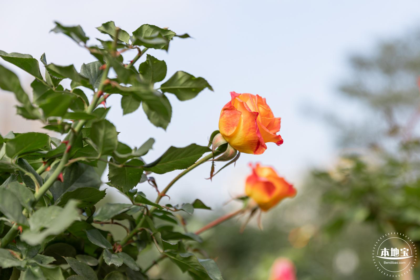 香蜜月季花