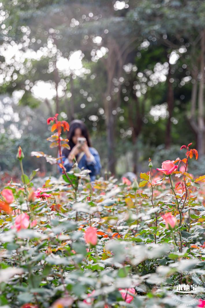 香蜜月季花