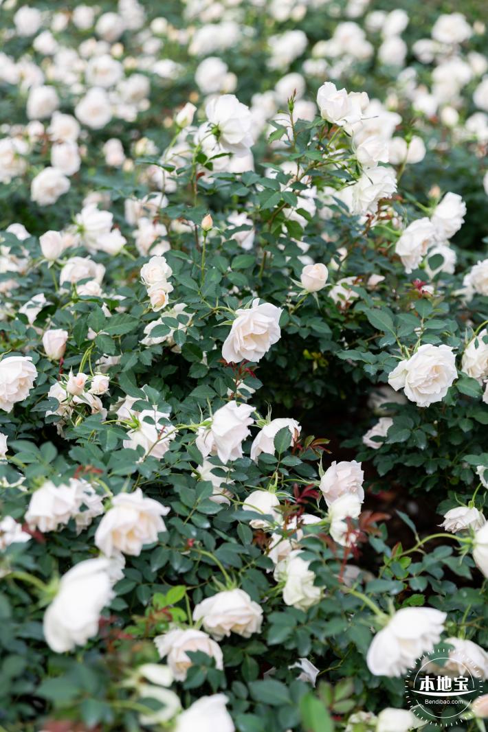 香蜜月季花