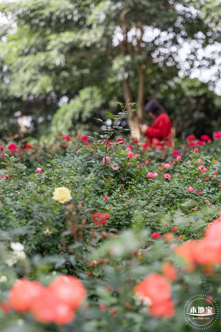香蜜月季花