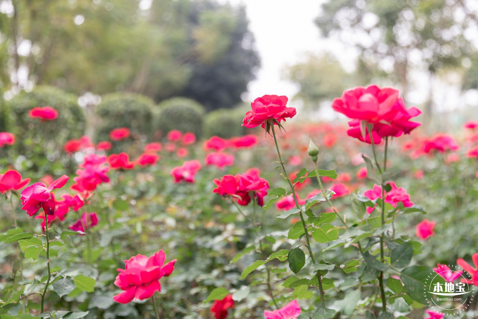 光明月季花海