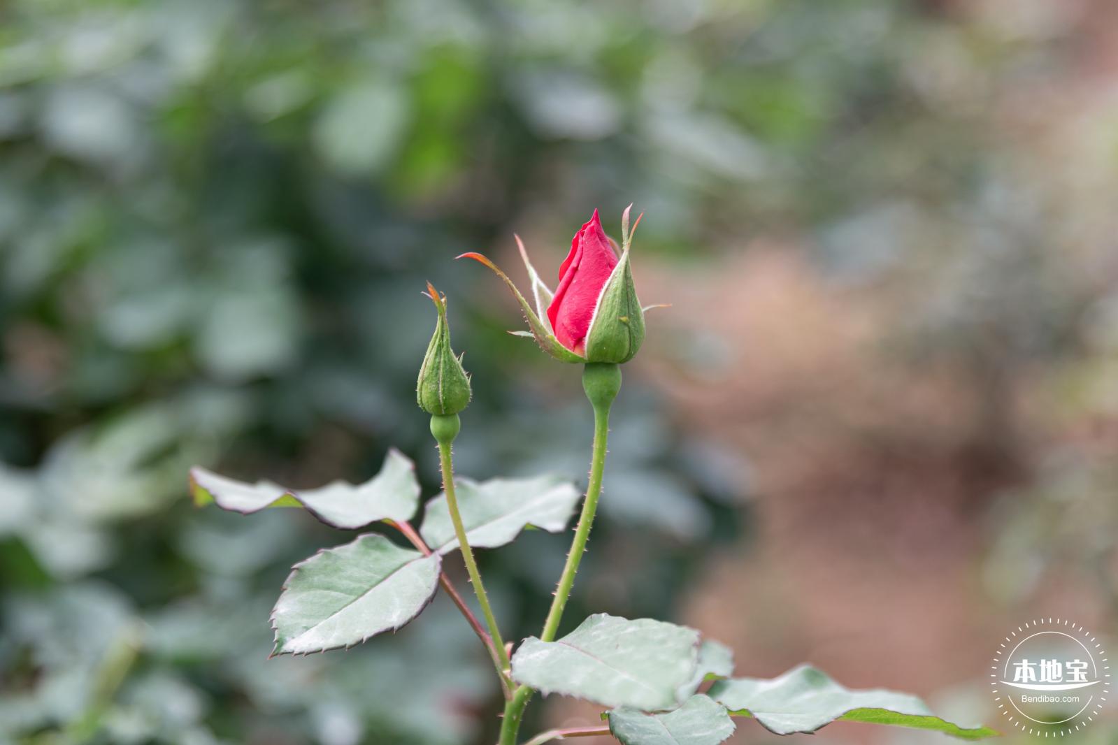 光明月季花海