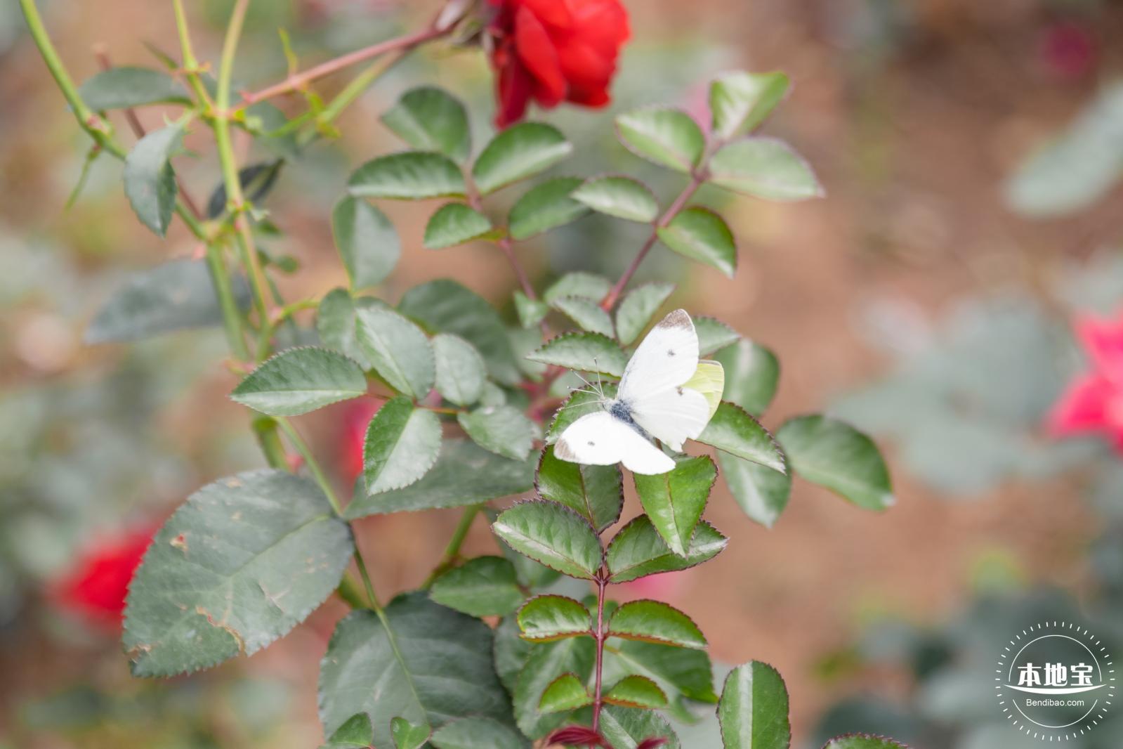 光明月季花海