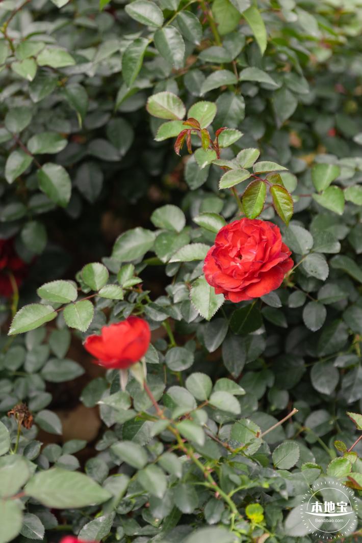 光明月季花海