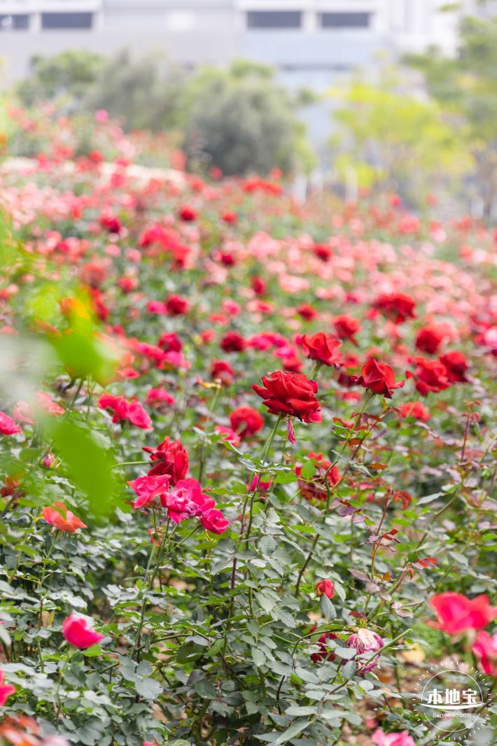 光明月季花海