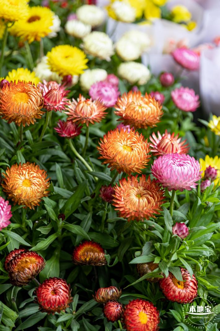 荷兰花卉小镇郁金香