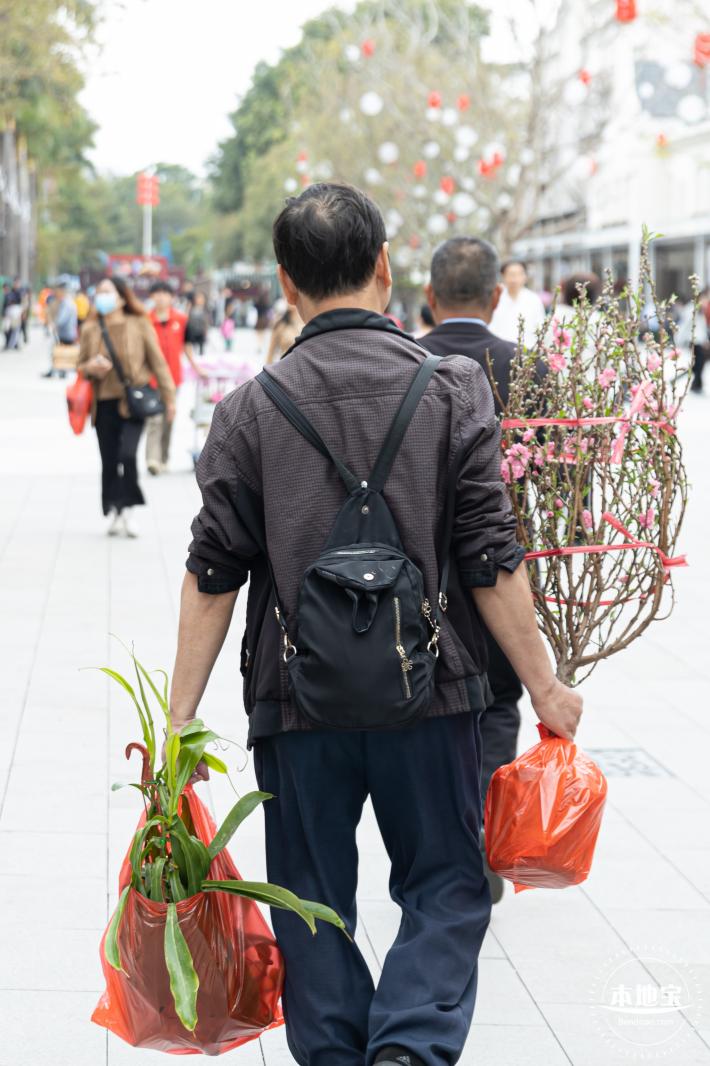 荷兰花卉小镇郁金香