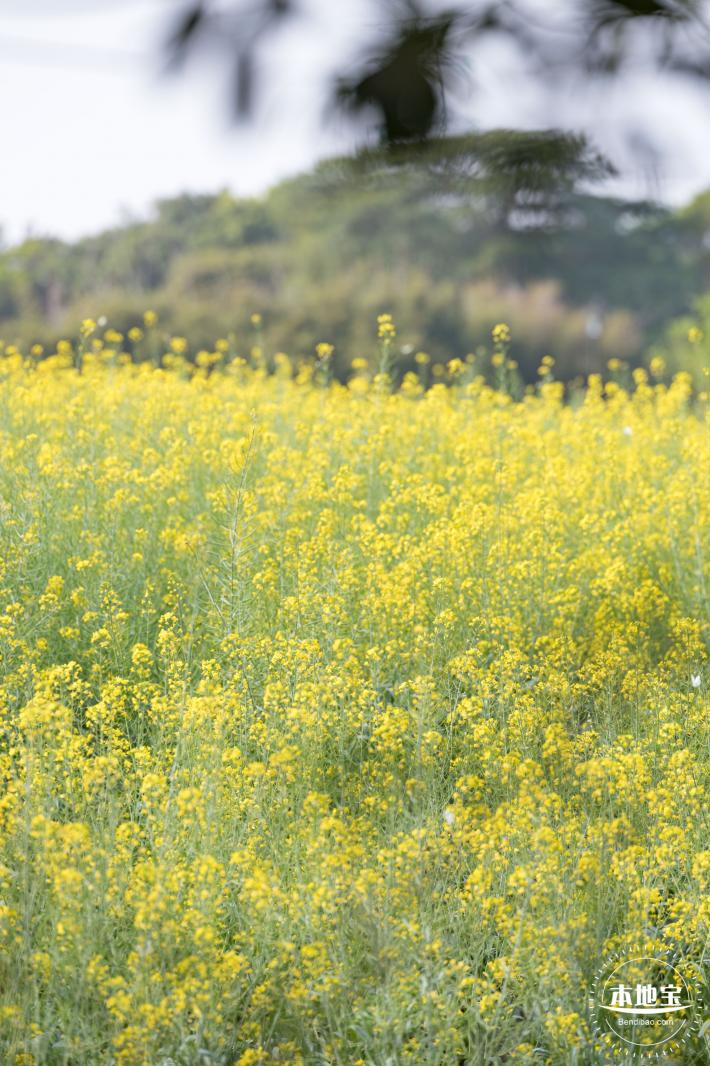 观澜油菜花海
