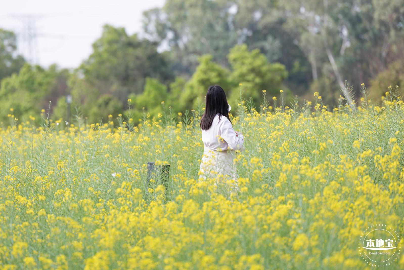 观澜油菜花海
