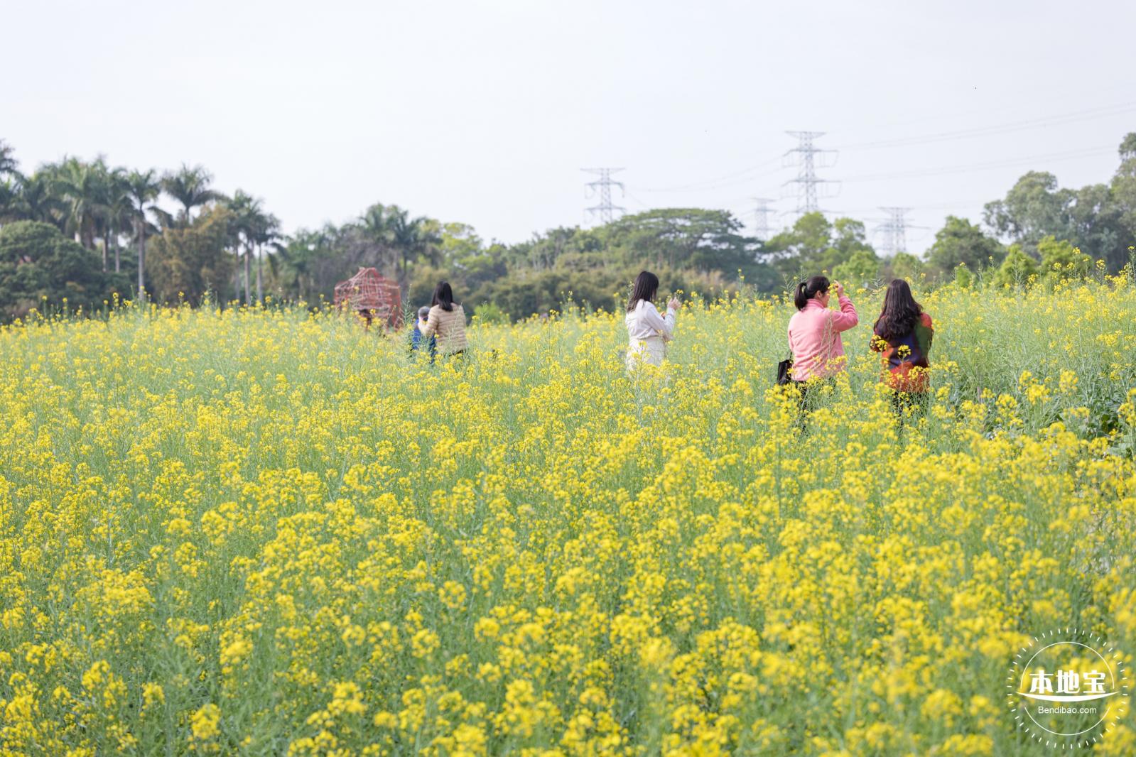 观澜油菜花海