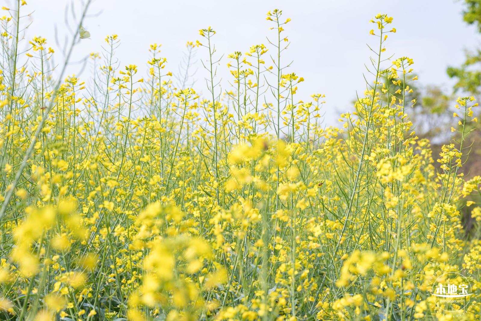 观澜油菜花海