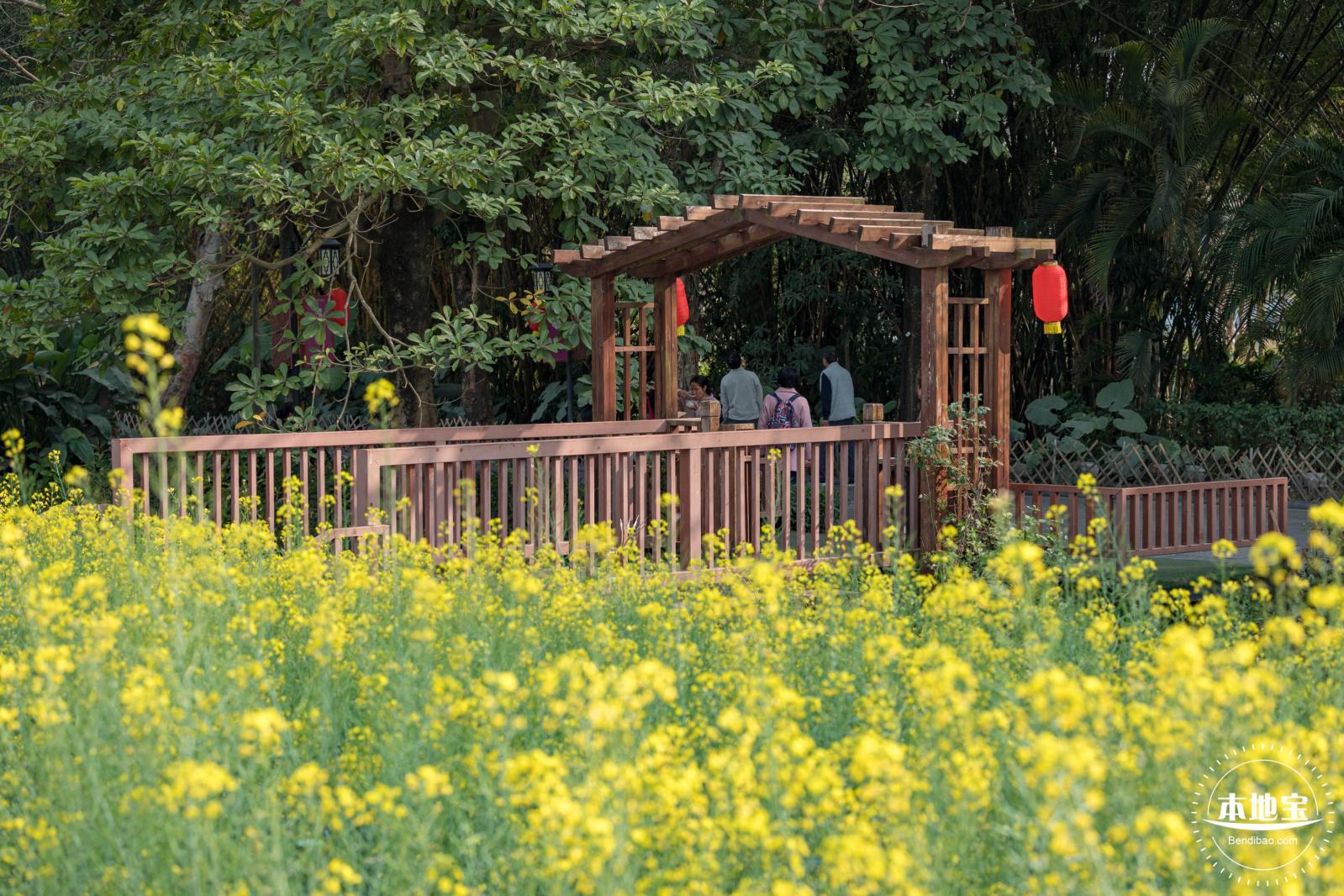 观澜油菜花海