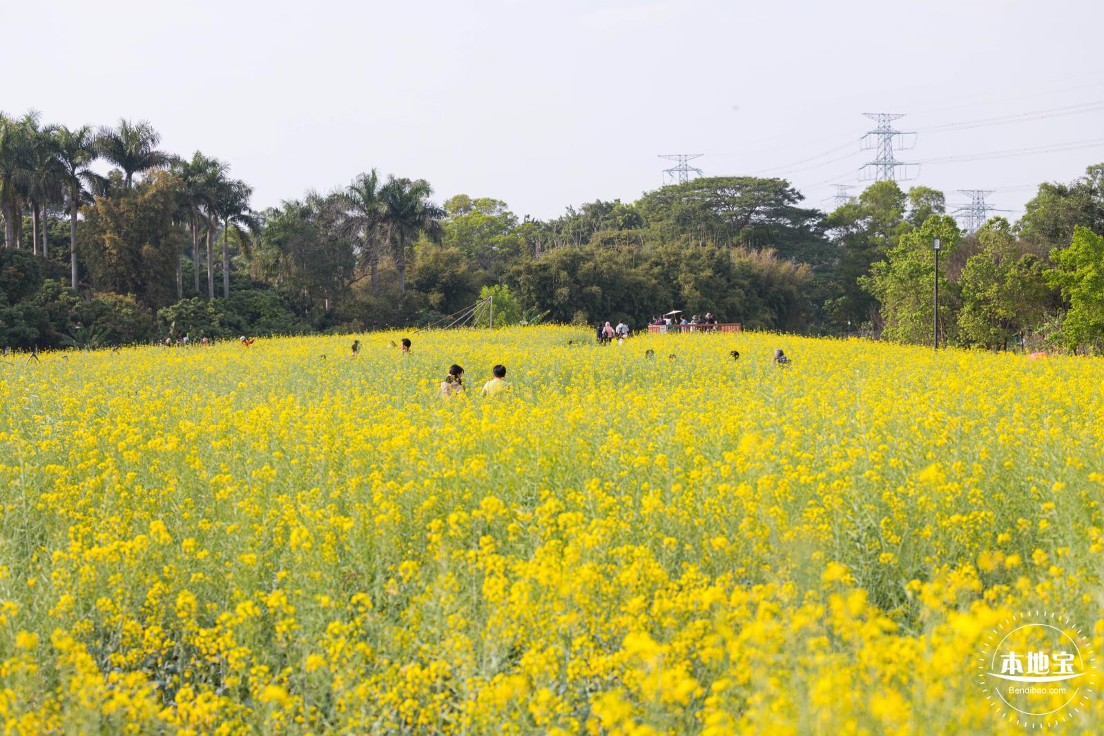 观澜油菜花海