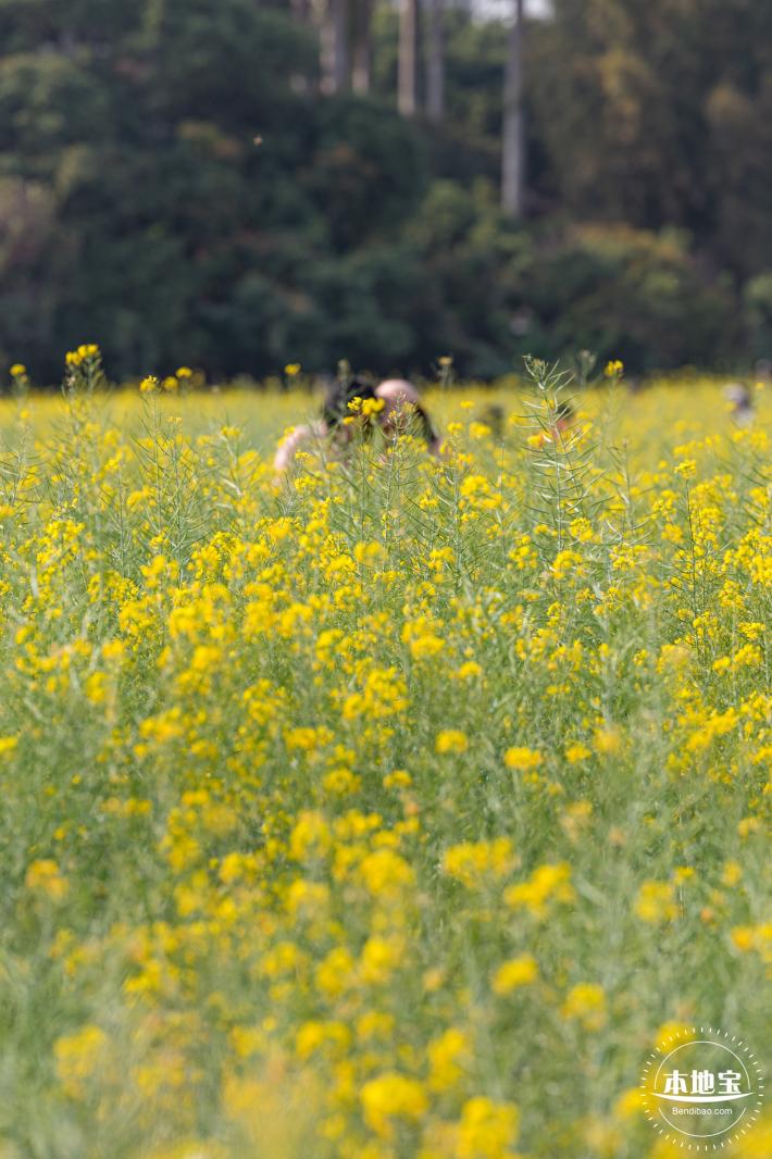 观澜油菜花海
