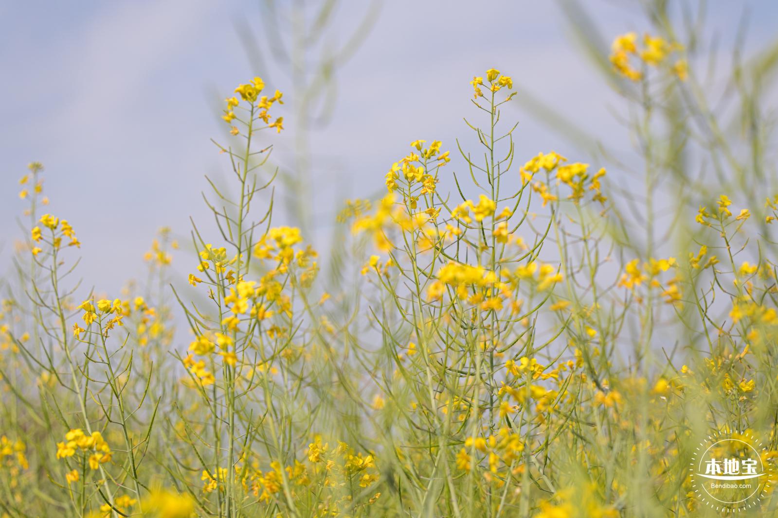 观澜油菜花海