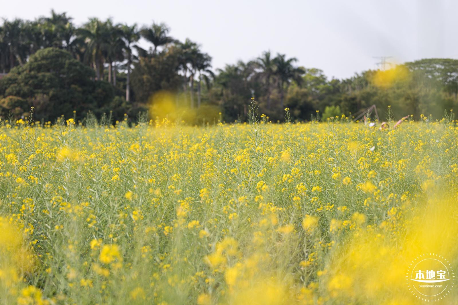 观澜油菜花海