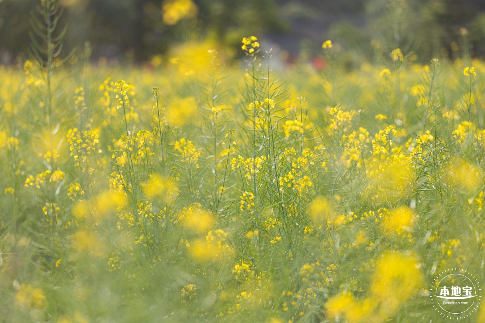 观澜油菜花海