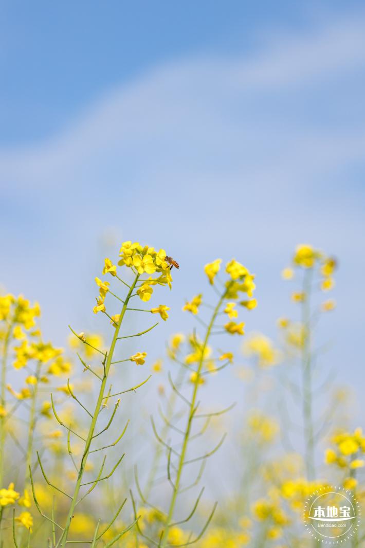 观澜油菜花海
