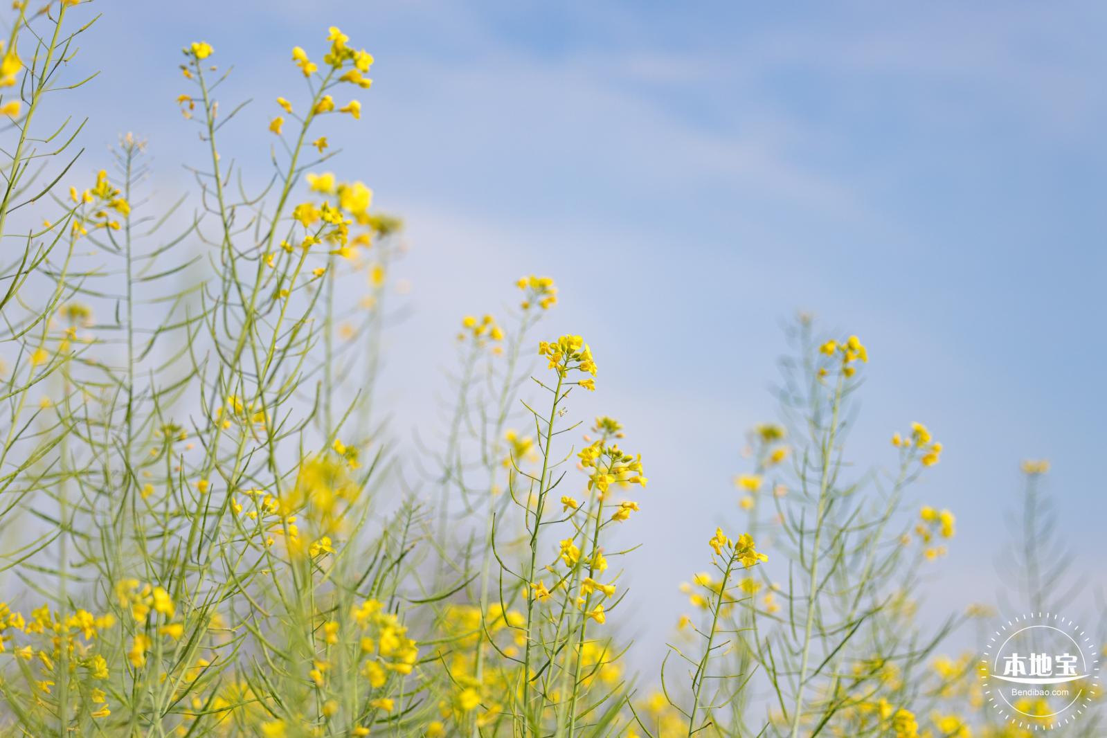 观澜油菜花海