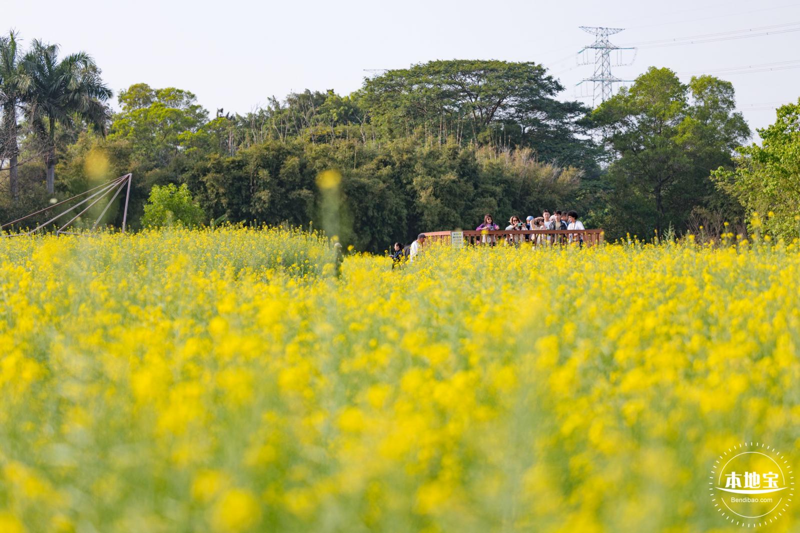 观澜油菜花海