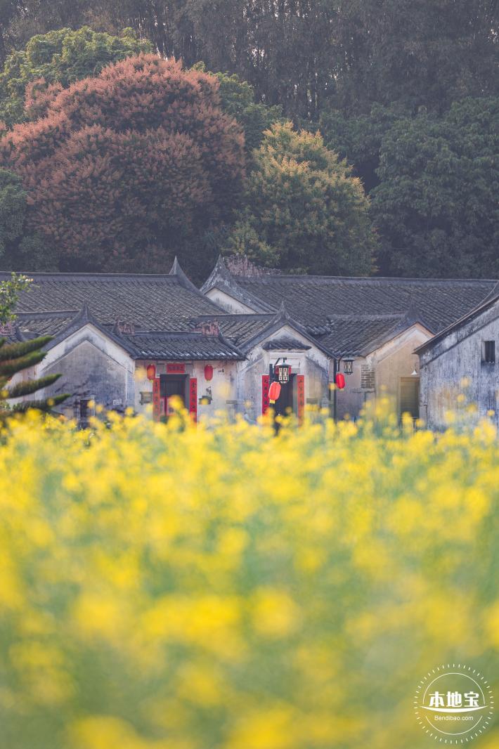 观澜油菜花海