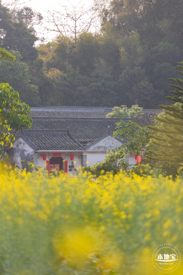 观澜油菜花海