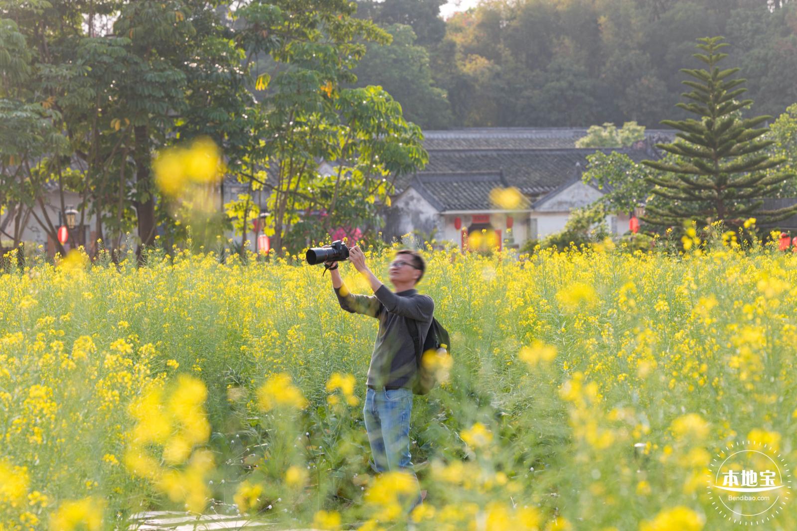 观澜油菜花海