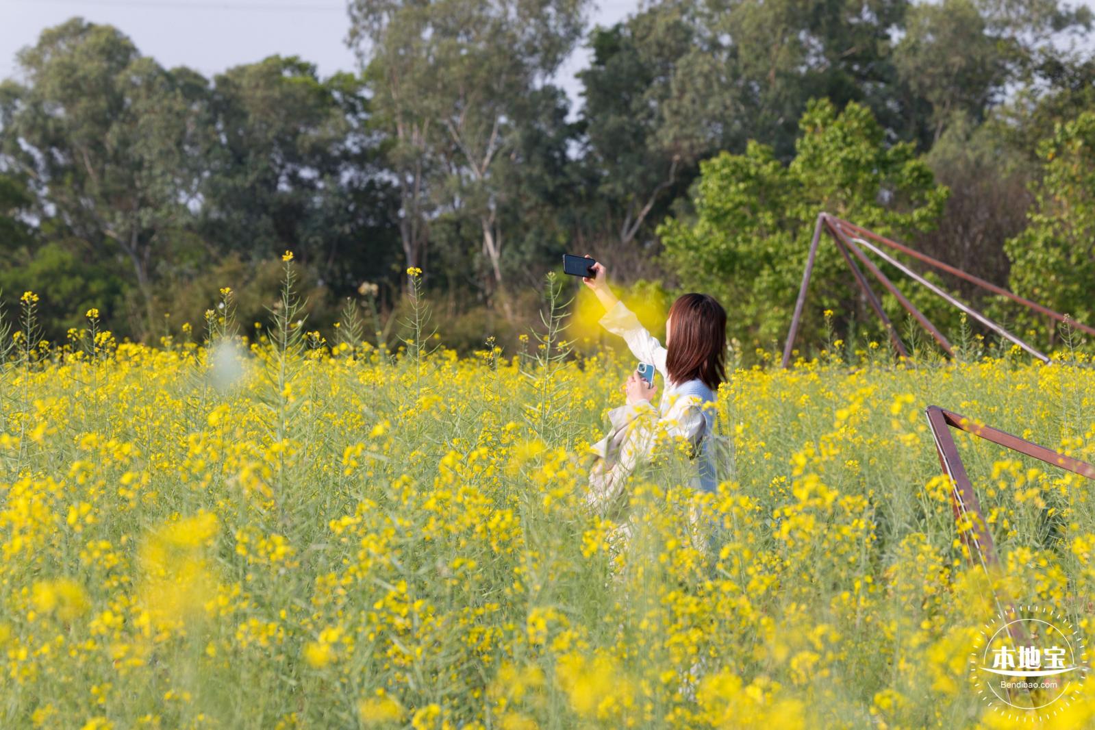 观澜油菜花海