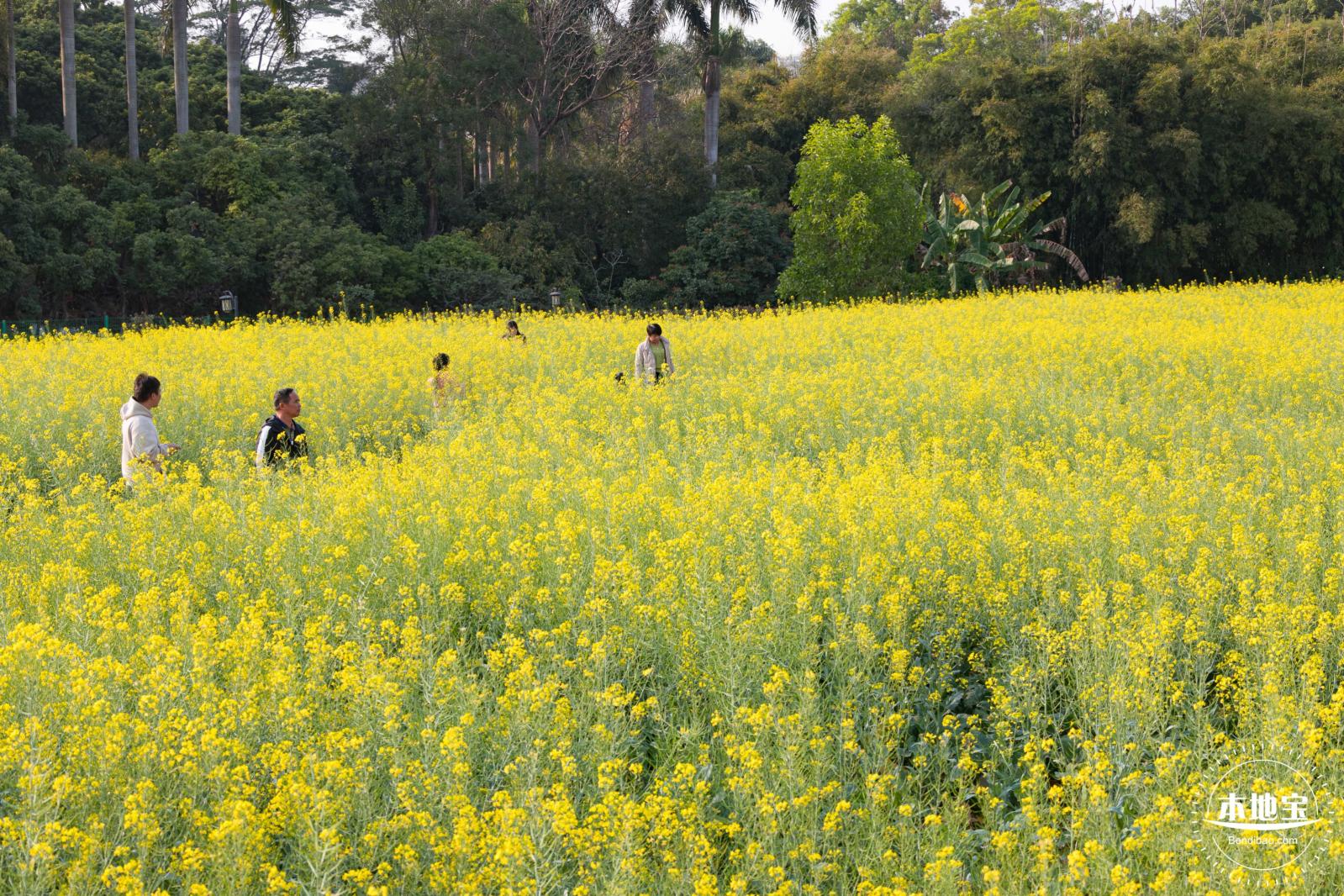 观澜油菜花海