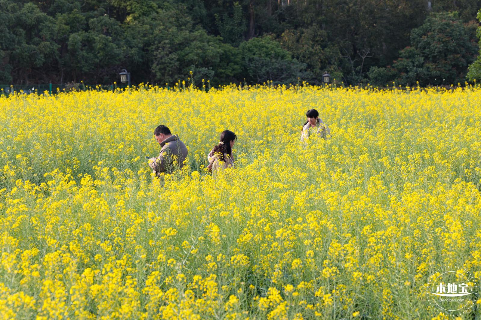 观澜油菜花海
