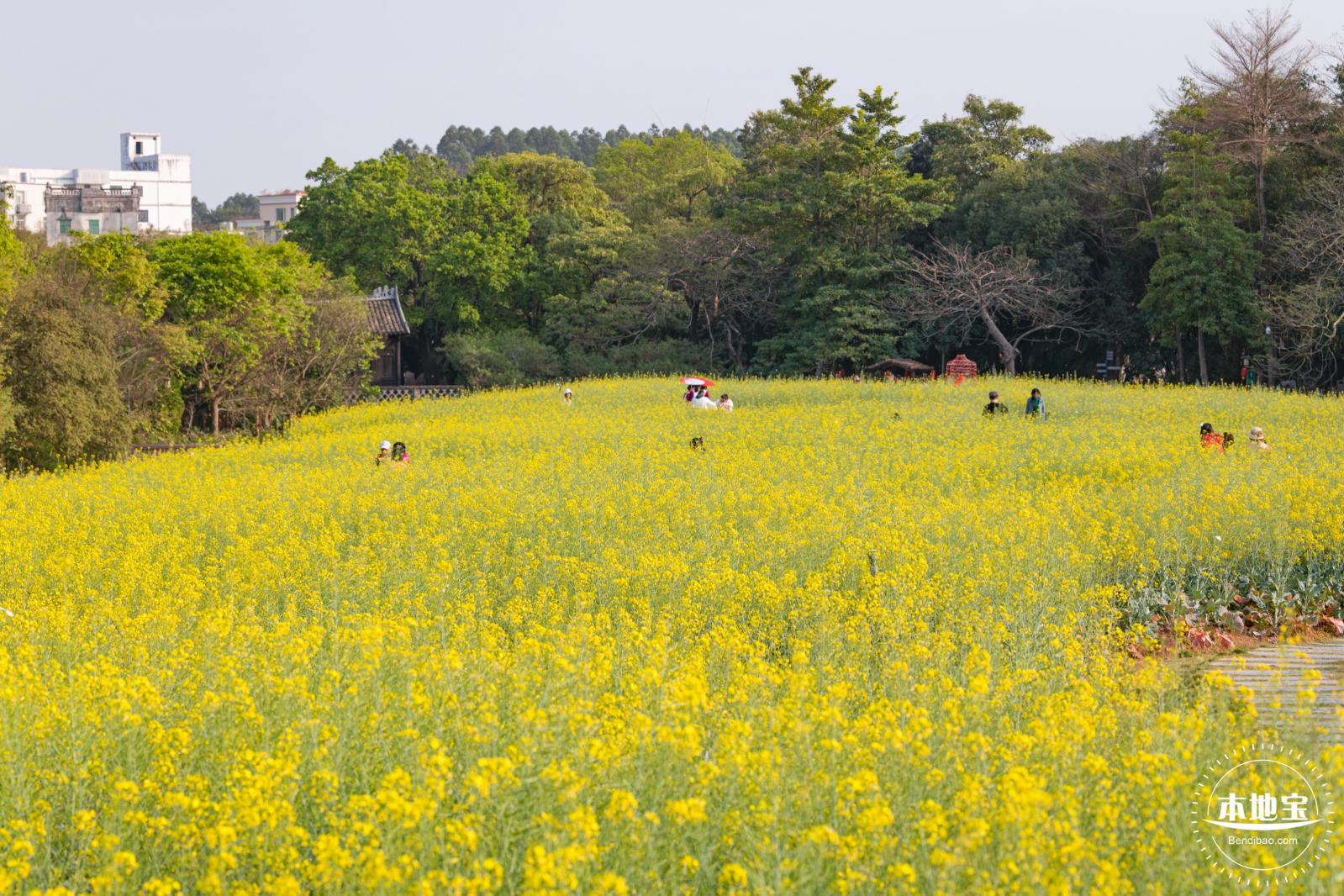 观澜油菜花海