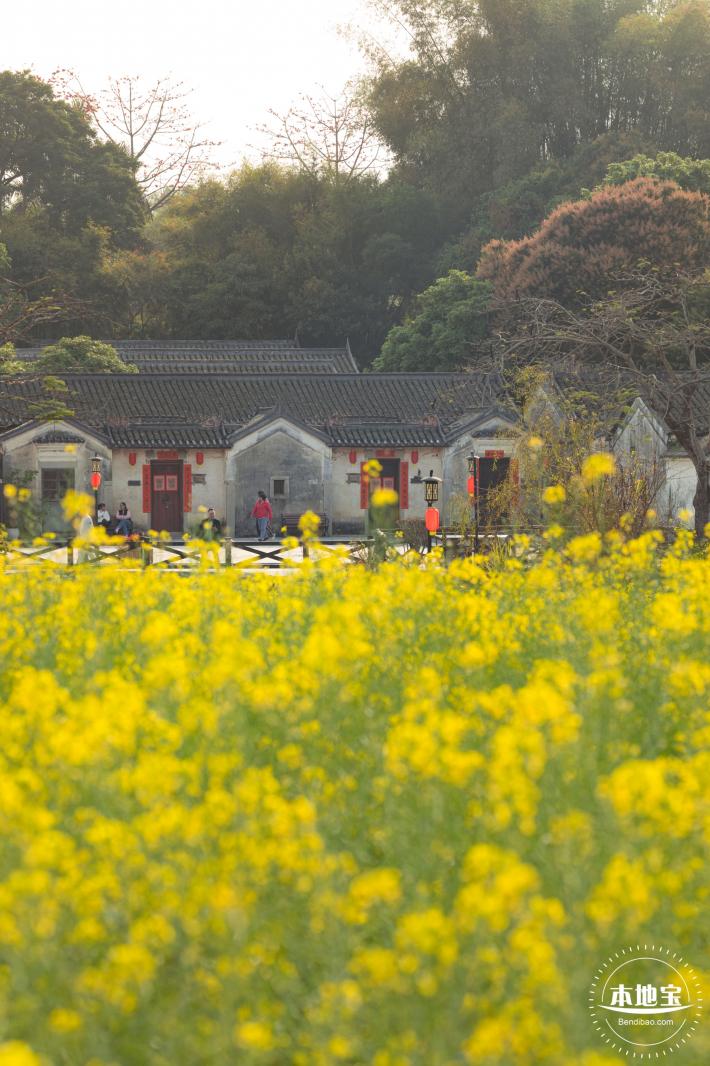 观澜油菜花海