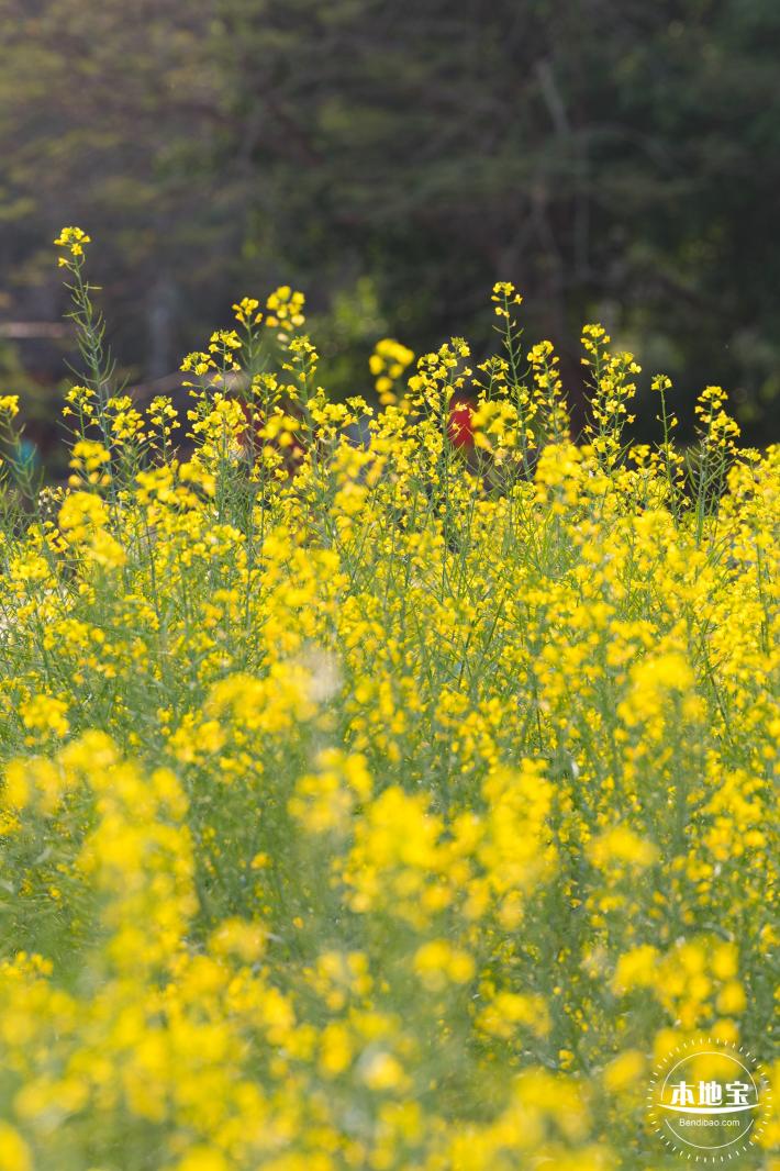 观澜油菜花海