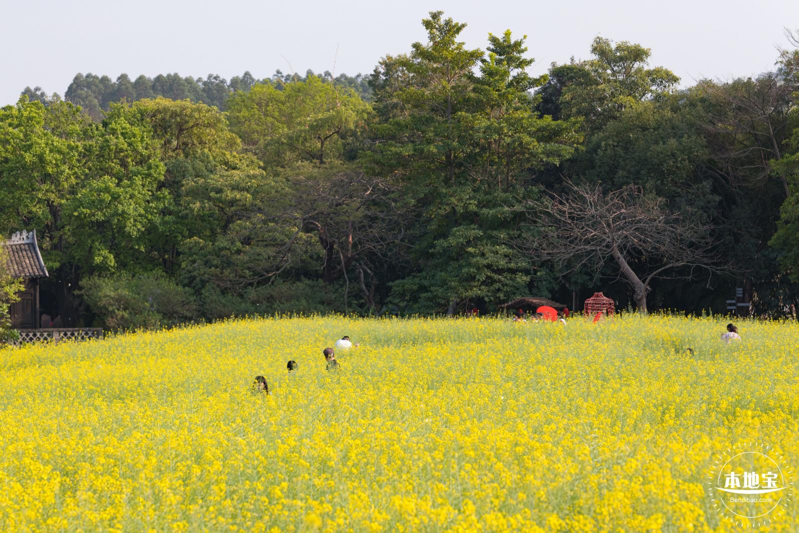 观澜油菜花海