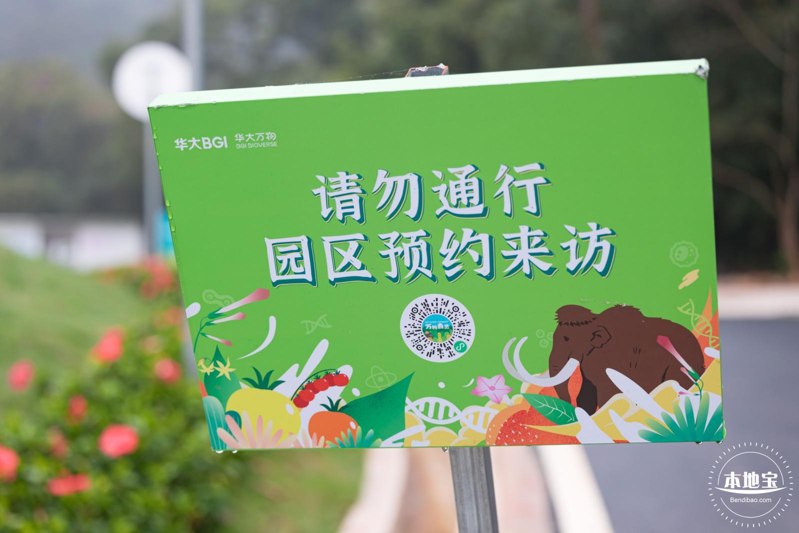 华大万物-油菜花