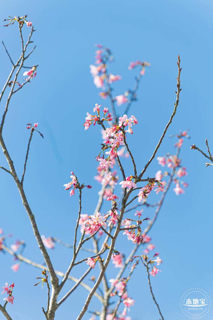 小三洲樱花